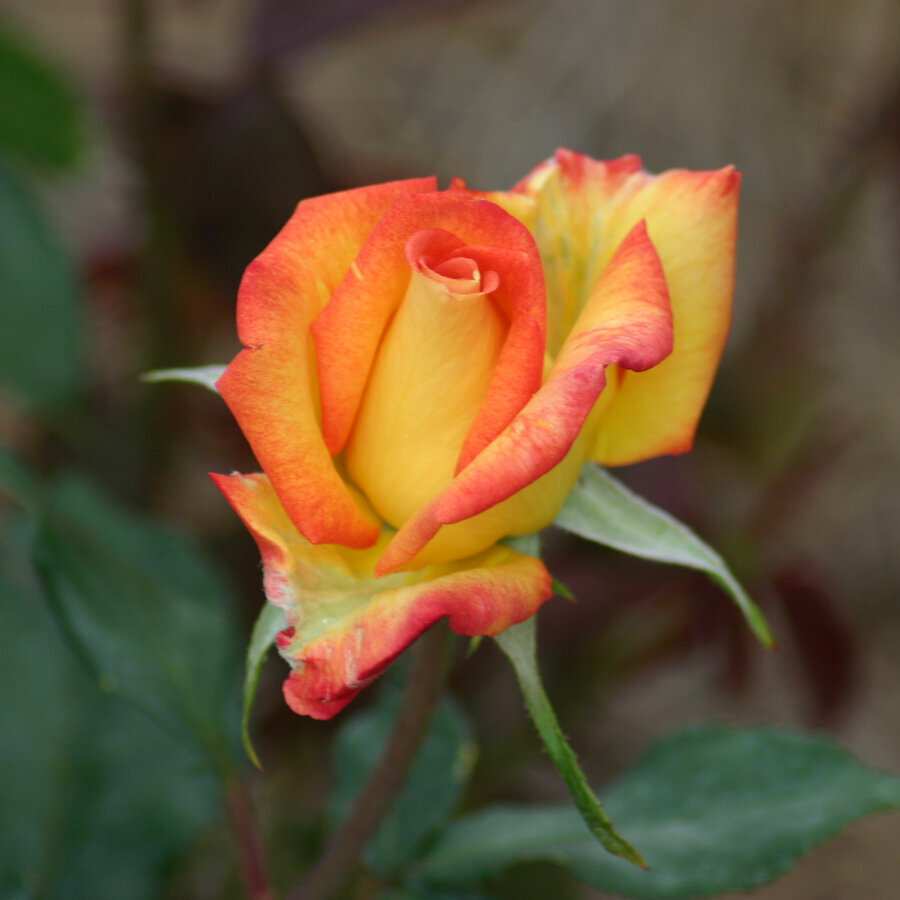 Hoa hồng Red Gold