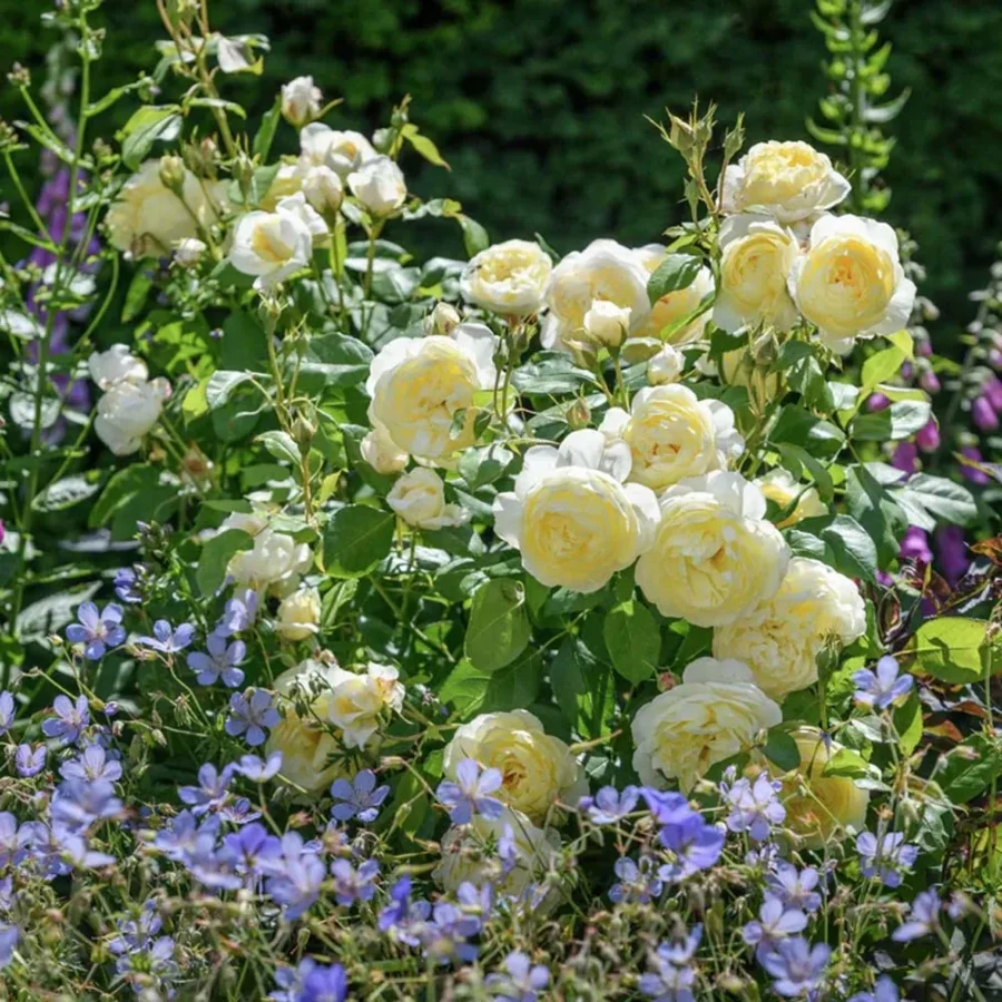 Rose Vanessa Bell 2