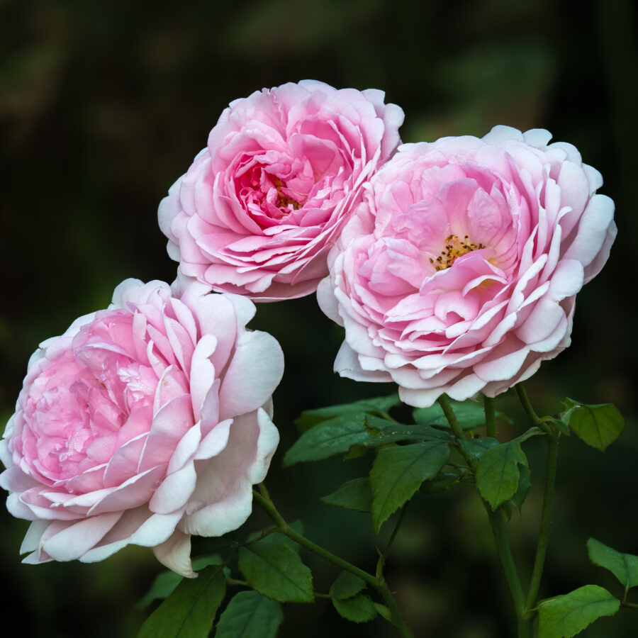Rose Wife of Bath 17RM2420 PSD scaled