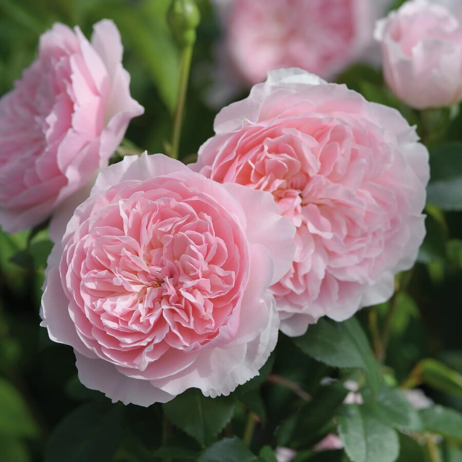 Hoa hồng Wisley 2008
