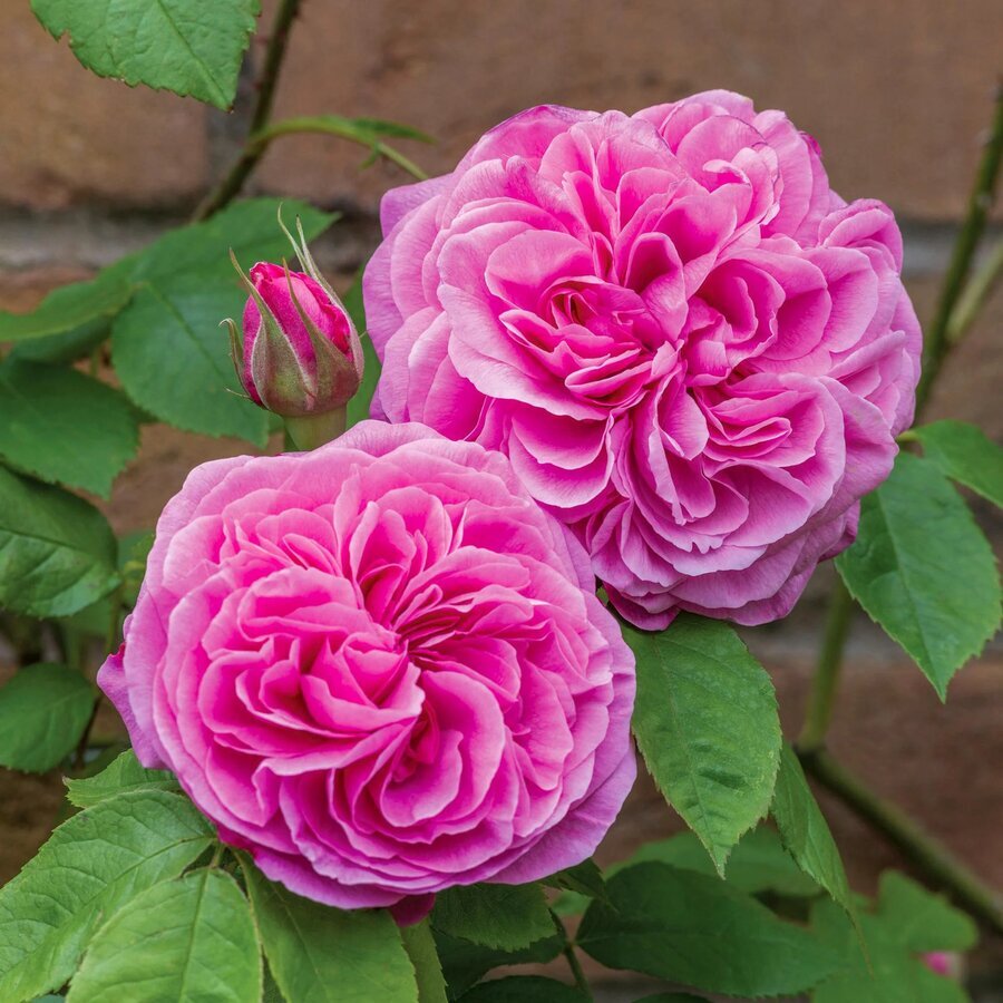 Hoa hồng Gertrude Jekyll