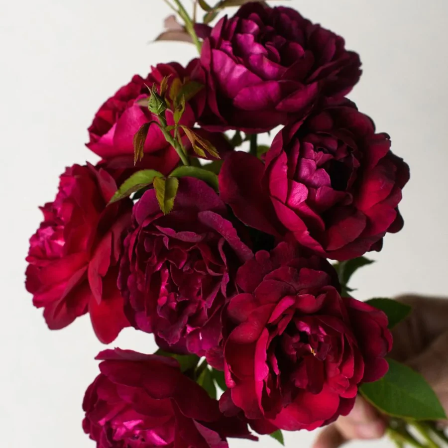 darcey bussell rose bare root