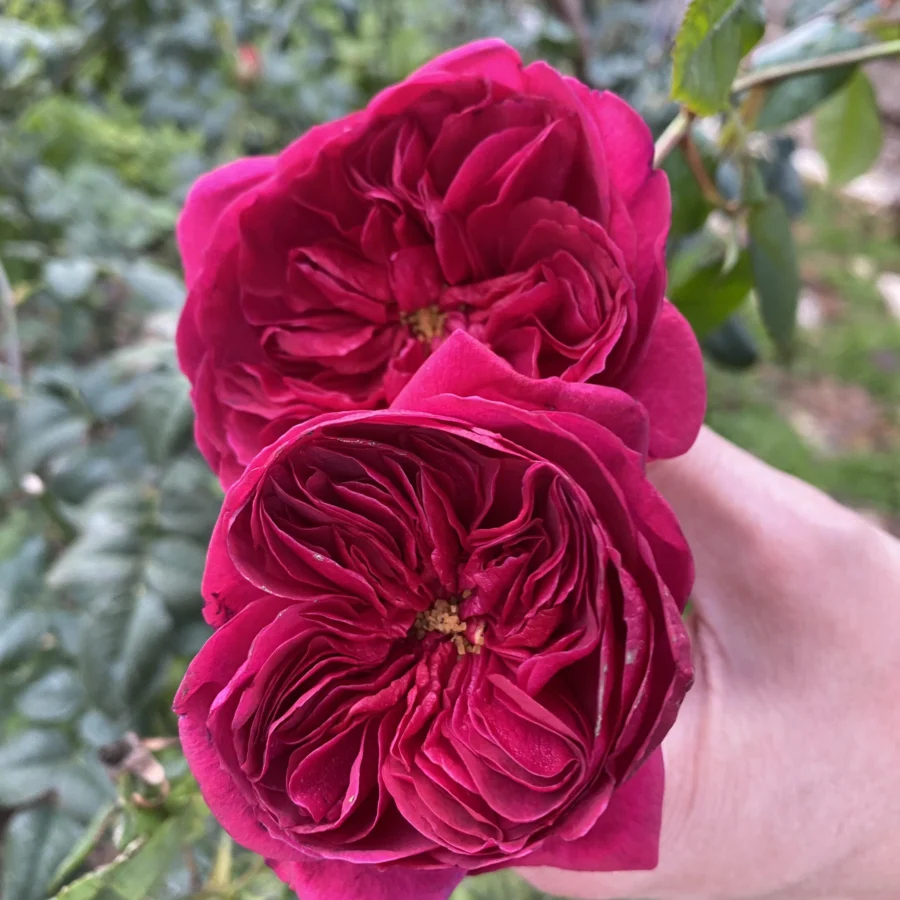 darcey bussell rose from david austin v0 tx8vp0nkdyde1 scaled