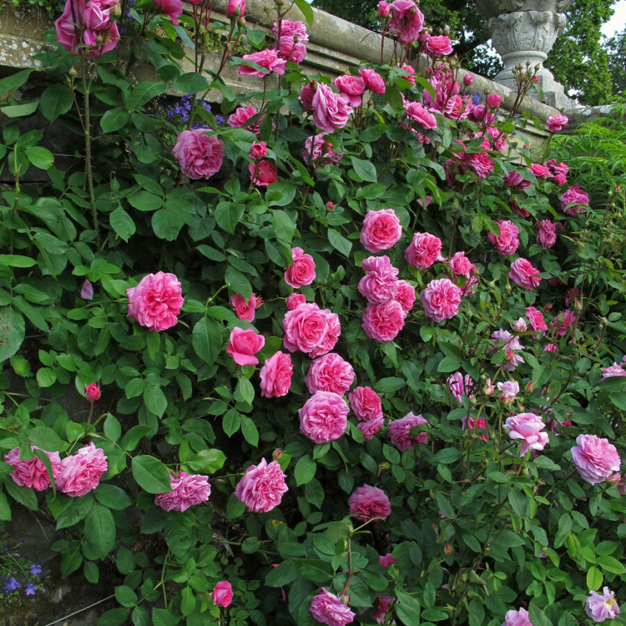 gertrude jekyll