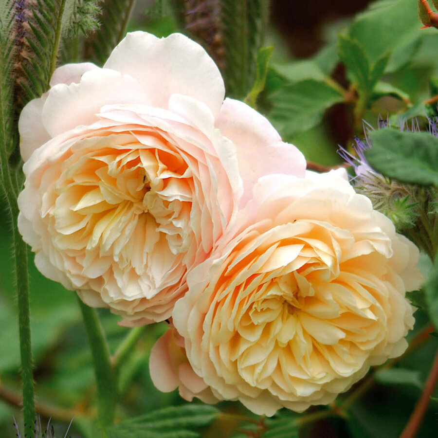 Hoa hồng Crocus Rose