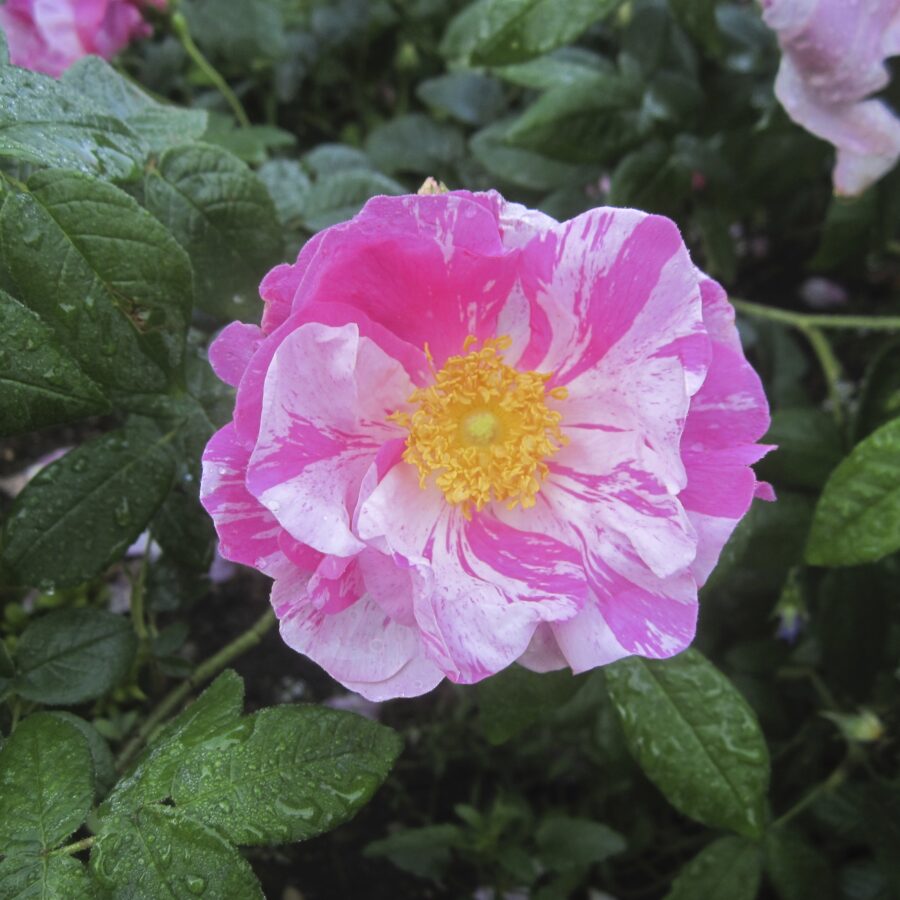 r gallica versicolor rosa mundi 2014 spring ug1 scaled