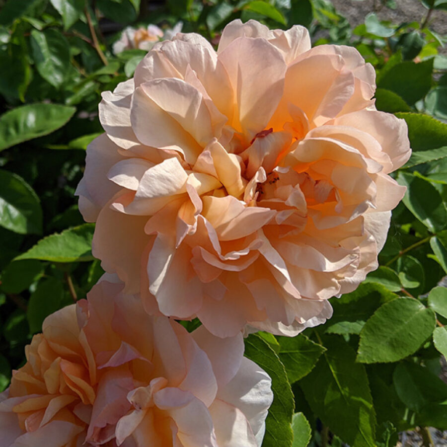 rosa the lady gardener 918x1000 1