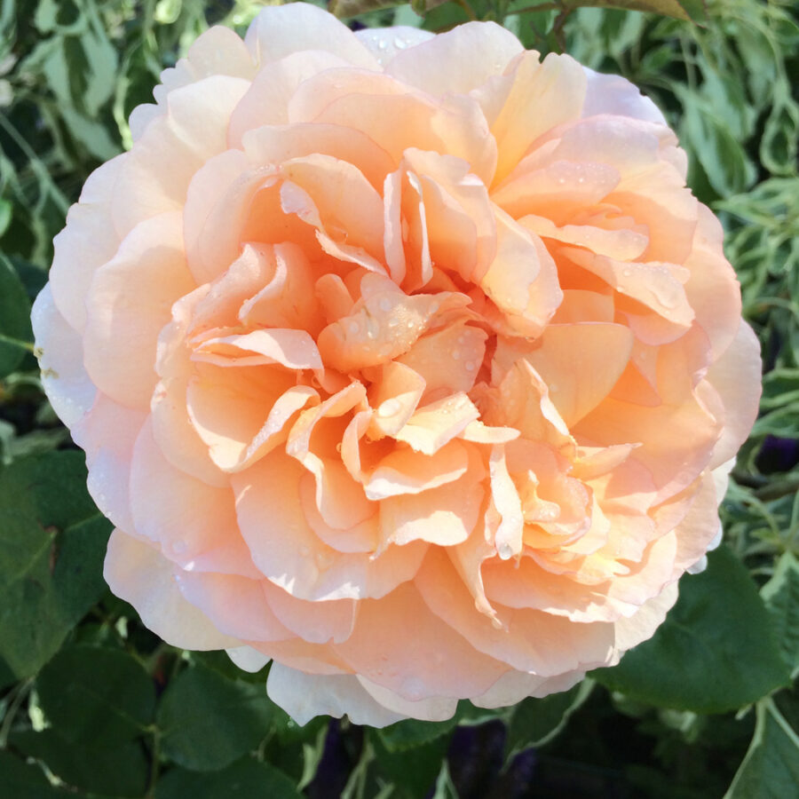 the lady gardener
