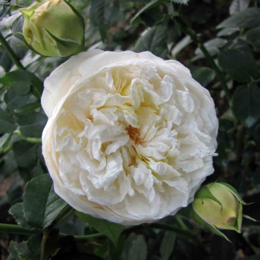 英國玫瑰 Rosa Claire Austin 深圳人民公園 Shenzhen Renmin Park China 32772467968 scaled