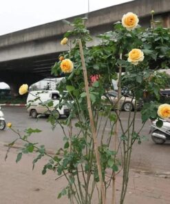 Hoa hồng bụi Minerva