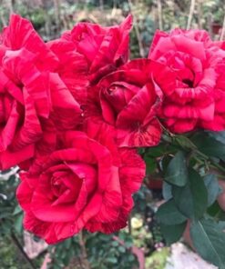 Hoa hồng sọc Red Intuition