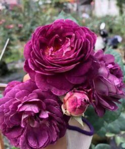 Hoa hồng Society rose – Màu tím lạ lùng