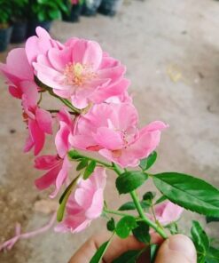 Hồng leo cánh đơn Angela – Loài hồng mini sai hoa nổi tiếng